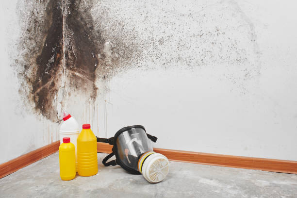 Best Commercial Mold Removal  in Savage, MN