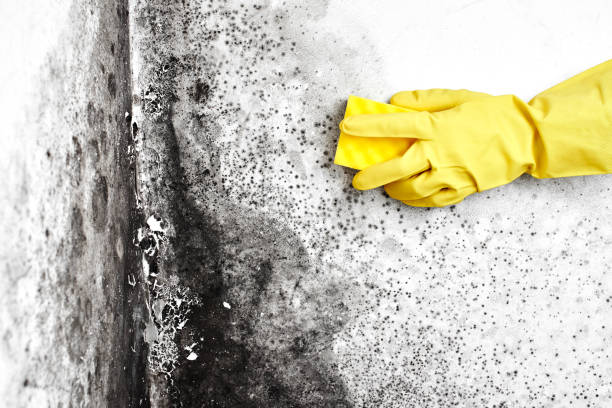 Best Mold Damage Repair  in Savage, MN