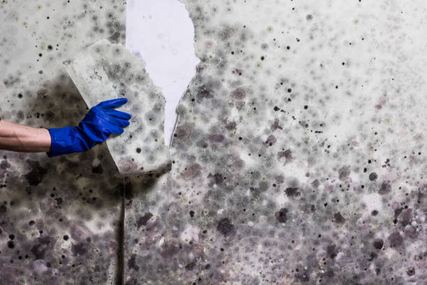 Mold Removal Process in Savage, MN